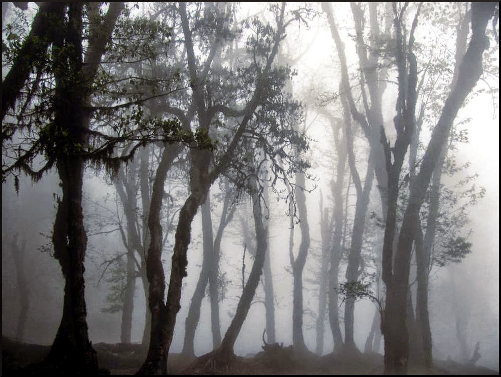 Silhouetted tree trunks and bare branches rising into a grey-white mist, an eerie monochromatic forest scene with deep shadow and quiet atmosphere
